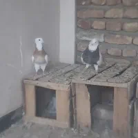کفتر طوقی