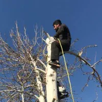 خریدار چوب هرس برش درخت قطع سربرداری خرید چوب هیزم