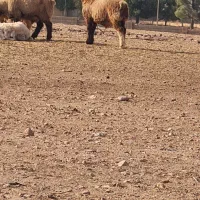 بره کوهه  داشتی