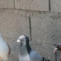 سبز