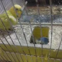 مرغ عشق جفت