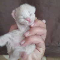 واگذاری گربه پرشین