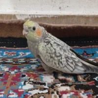 جوجه عروس هلندی ۱ ماهه
