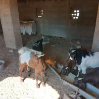 بزمری‌اصل