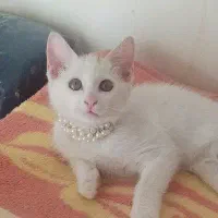 بچه گربه