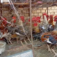 خروس محلی بزرگ به تعداددلخواه