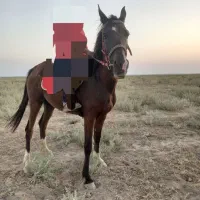 اسب|اسب و تجهیزات اسب‌سواری|بندر گناوه, |دیوار