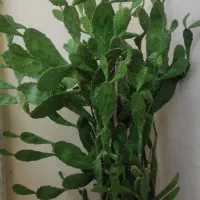 گل کاکتوس
