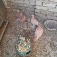 کبوتر رواعب