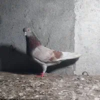 کبوتر پرشی