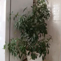 گل طبیعی