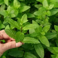 عرق نعنا ۲ آتیشه سنگین