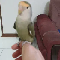 طوطی بریزیلی گمشده کوتوله با مژدگانی