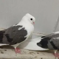 دوکت سبز بلند کاکول