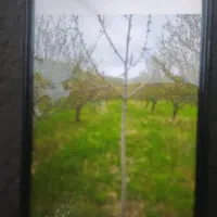 باغ در عارفی به متراژه ۱۰۰۰متر