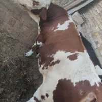 گوساله نر