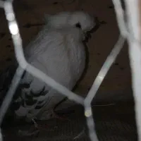 نوک قنار