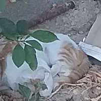 گربه ها دوستداشتنی