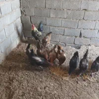 مرغ و خروس