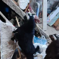 بز مولد|حیوانات مزرعه|رشت, ولکس|دیوار