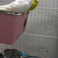 ۳جفت مرغ عشق
