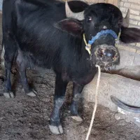 گاومیش