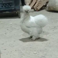 مرغ و خروس ابریشمی