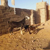 بز دوقلوزا پاکستانی همراه با دوتا کره اش مالداری