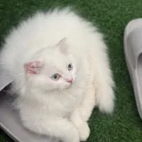 گربه اشرافی اصیل شناسنامه دار