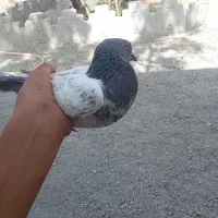 کبوتر