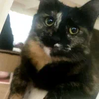 گربه DLH حمایتی