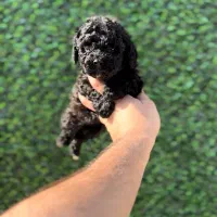 پودل رنگ زیبای مشکی