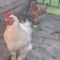 برهما و سلطان