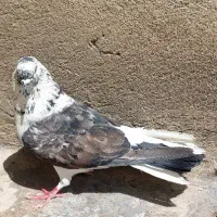 کبوتر..