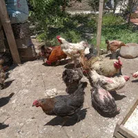 12عدد مرغ واسه تاخروس