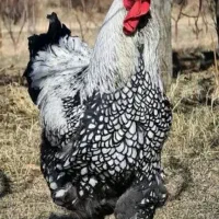 ویاندوت بالغ خ ا ز م