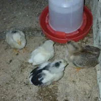 جوجه مرغ گلین و بومی
