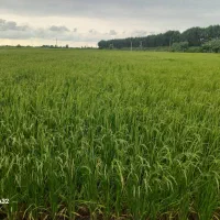 برنج شمال ایران
