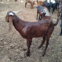 کهره نر