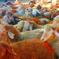 بشتابید بشتابید قوربونی دامداری حسینی