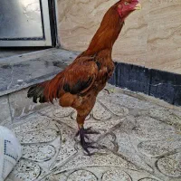 جوجه خروس لاری