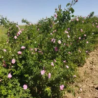 گل محمدی تازه