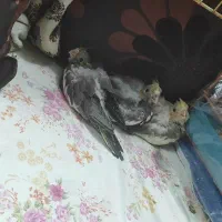سه عدد جوجه عروس هلندی