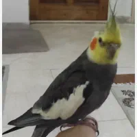 عروس هلندی نر