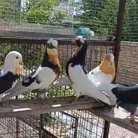کفتر قلمه اصیل