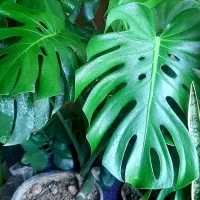 گیاه|گل و گیاه طبیعی|اصفهان, دستگرده|دیوار