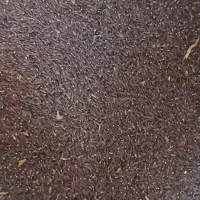 کنجد سیاه کاشت امسال