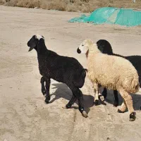 ۳راس کاور شیرازی