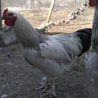 خروس برهما