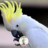 یک عدد پرنده پیدا شده